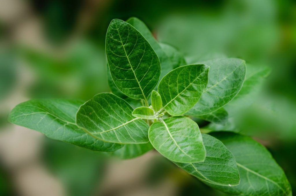 Gründe Blätter der Ashwagandha - die Pflanze, die 2023 als neues Superfood durch die Medien ging