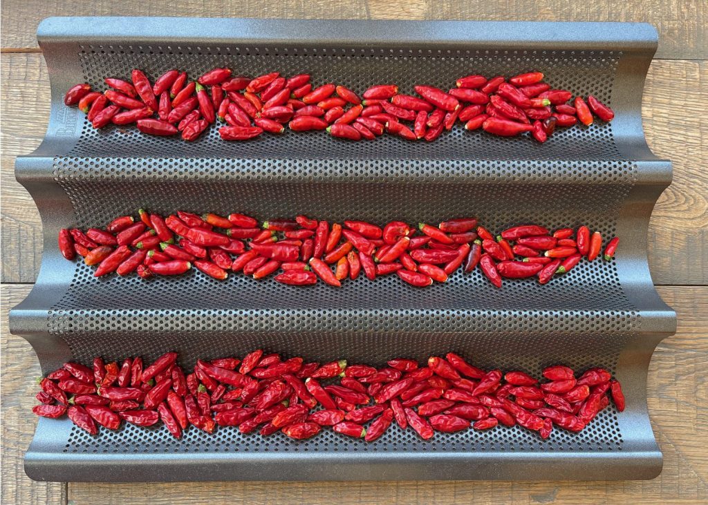 Ein Baguettebackblech, auf dem viele kleine rote Chilischoten der Sorte Diavolicchio Calabrese zum Trocknen liegen