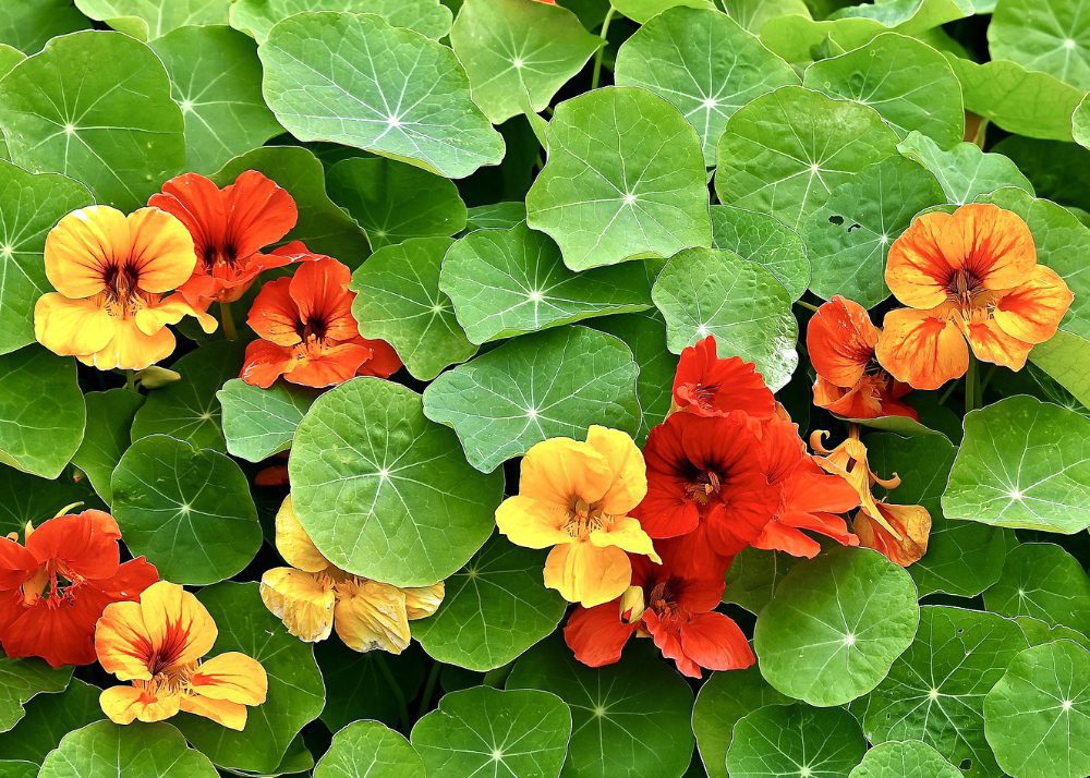 Eine Kapuzinerkresse-Pflanze hat blüten in allen Schattierungen zwischen Gelb, Orange und Rot