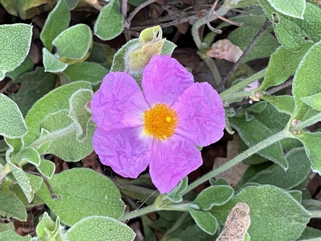 Eine lila Blüte der Zistrose mit orangem Auge. Cystus wird als Superfood für Tee-Aufgüsse verwendet